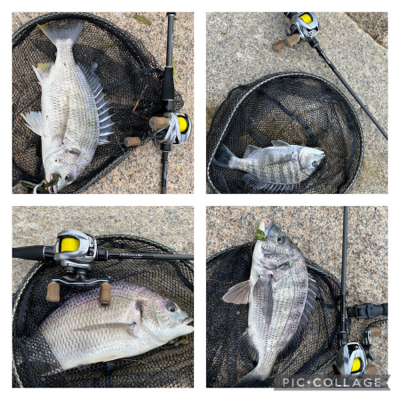 夜中は釣れないけど、日が出ると入れ食い。