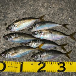 雨の合間にアジングナイト