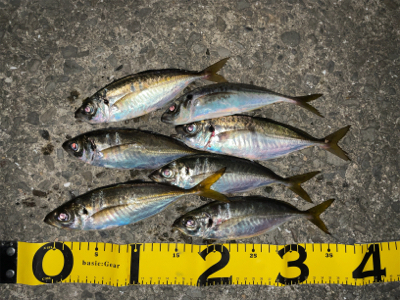 雨の合間にアジングナイト