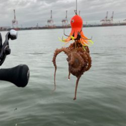 雨&強烈水潮。何とか仔蛸5杯。。