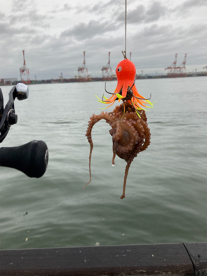 雨&強烈水潮。何とか仔蛸5杯。。