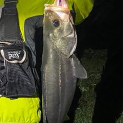 初シーバス！！