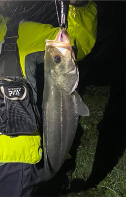 初シーバス！！