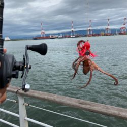 雨ん中を蛸散歩。5杯。。