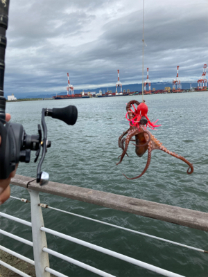 雨ん中を蛸散歩。5杯。。