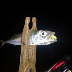 アジング練習　314 ABU スローテーパーロッド