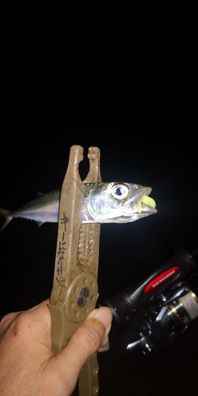 アジング練習　314 ABU スローテーパーロッド