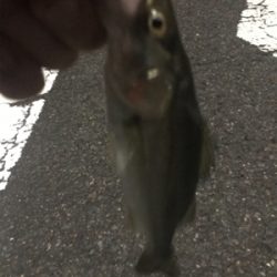 引き続きセイゴ祭り中