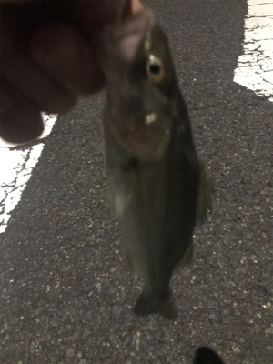 引き続きセイゴ祭り中