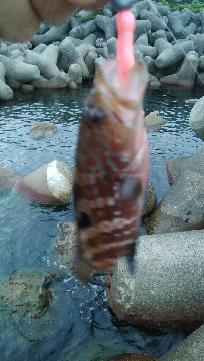 キジハタ4匹、ソイ1匹！