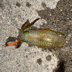 アオリイカ新子調査