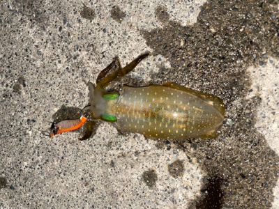 アオリイカ新子調査