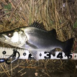 またしてもヒラスズキ