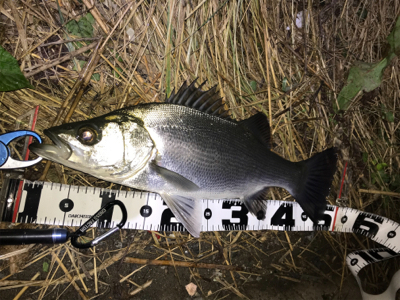 またしてもヒラスズキ