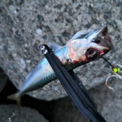 タコからの鯖祭り