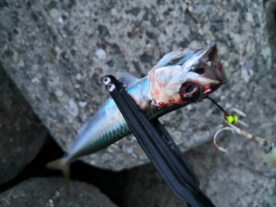 タコからの鯖祭り