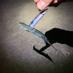 久しぶりの釣果