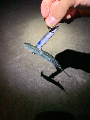 久しぶりの釣果