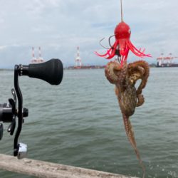 湾奥コスモ蛸最終戦。何とか4杯。。