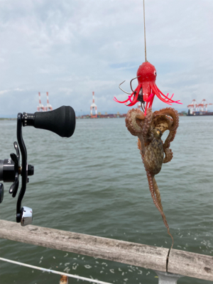 湾奥コスモ蛸最終戦。何とか4杯。。