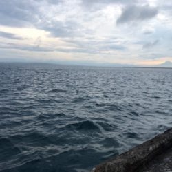 マアジはどこへ？