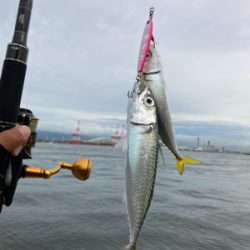 久々にショアジギ。無限に鯖。鯖。鯖。。。