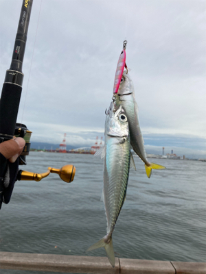 久々にショアジギ。無限に鯖。鯖。鯖。。。