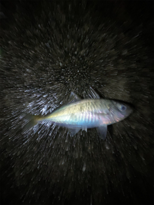 雨の中たくさん釣れた〜