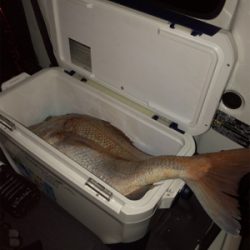 初ぶっ込み釣りでまさかの大物！