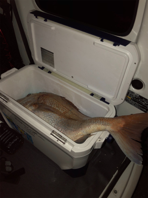 初ぶっ込み釣りでまさかの大物！