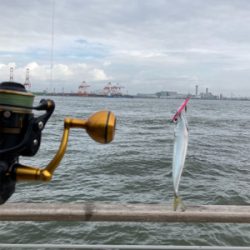 湾奥コスモは今朝も小鯖。小鯖。たまーに中鯖。