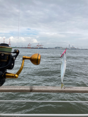 湾奥コスモは今朝も小鯖。小鯖。たまーに中鯖。