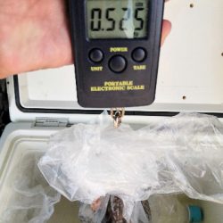 ラストスパートタコ2