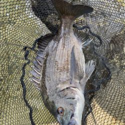 チニング チニング 難しいなー