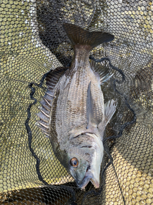 チニング チニング 難しいなー