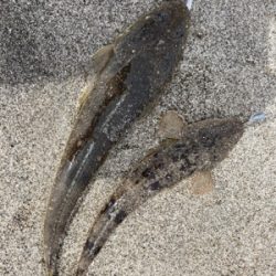 灼熱のマゴチ祭り