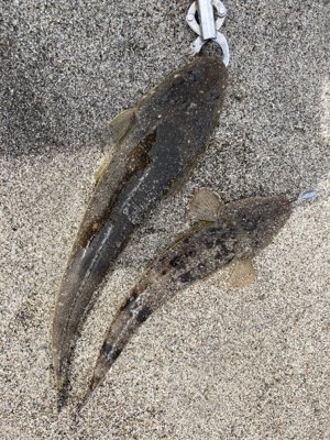 灼熱のマゴチ祭り