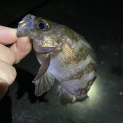 メバルが釣れました