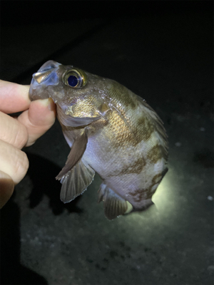 メバルが釣れました