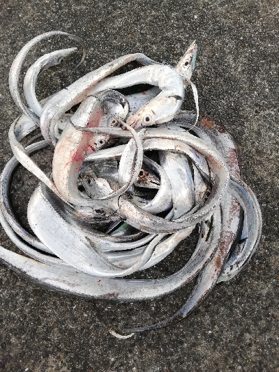 タチウオ乱舞な夜。