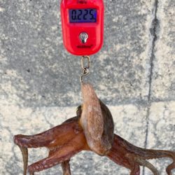 蛸はやっぱり居なくもない感じ。2杯。。