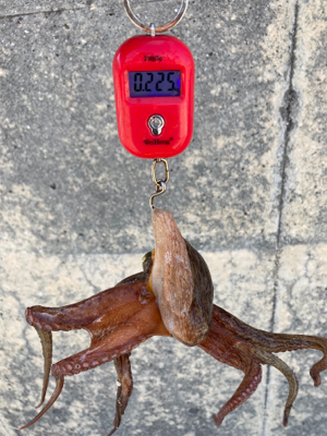 蛸はやっぱり居なくもない感じ。2杯。。