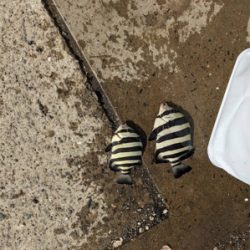 単身赴任後初釣り