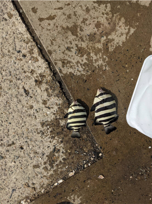 単身赴任後初釣り