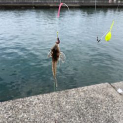 ちょい投げキス釣り