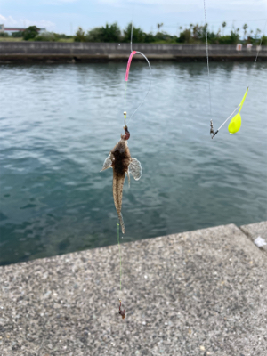 ちょい投げキス釣り