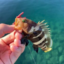 エギングとライトロック