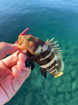 エギングとライトロック