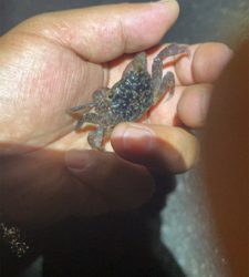 ショアジギング