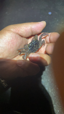 ショアジギング